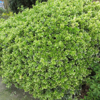 Sechserpack – Bodendecker – Kriechspindel 'Emerald Gaiety' - Winterhart - Gartenpflanzen