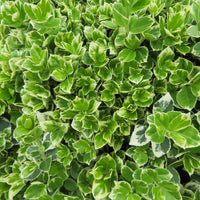 Sechserpack – Bodendecker – Kriechspindel 'Emerald Gaiety' - Winterhart - Pflanzeneigenschaften