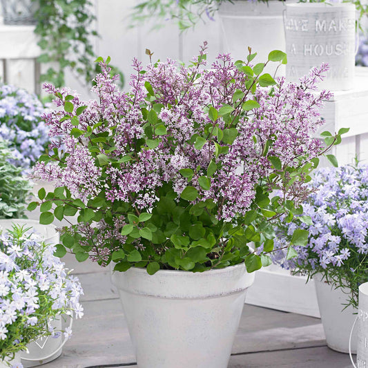 Zwergflieder 'Flowerfesta Purple' lila - Winterhart - Bienen- und schmetterlingsfreundliche Pflanzen