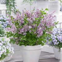 Zwergflieder 'Flowerfesta Purple' lila - Winterhart - Sommerblumen