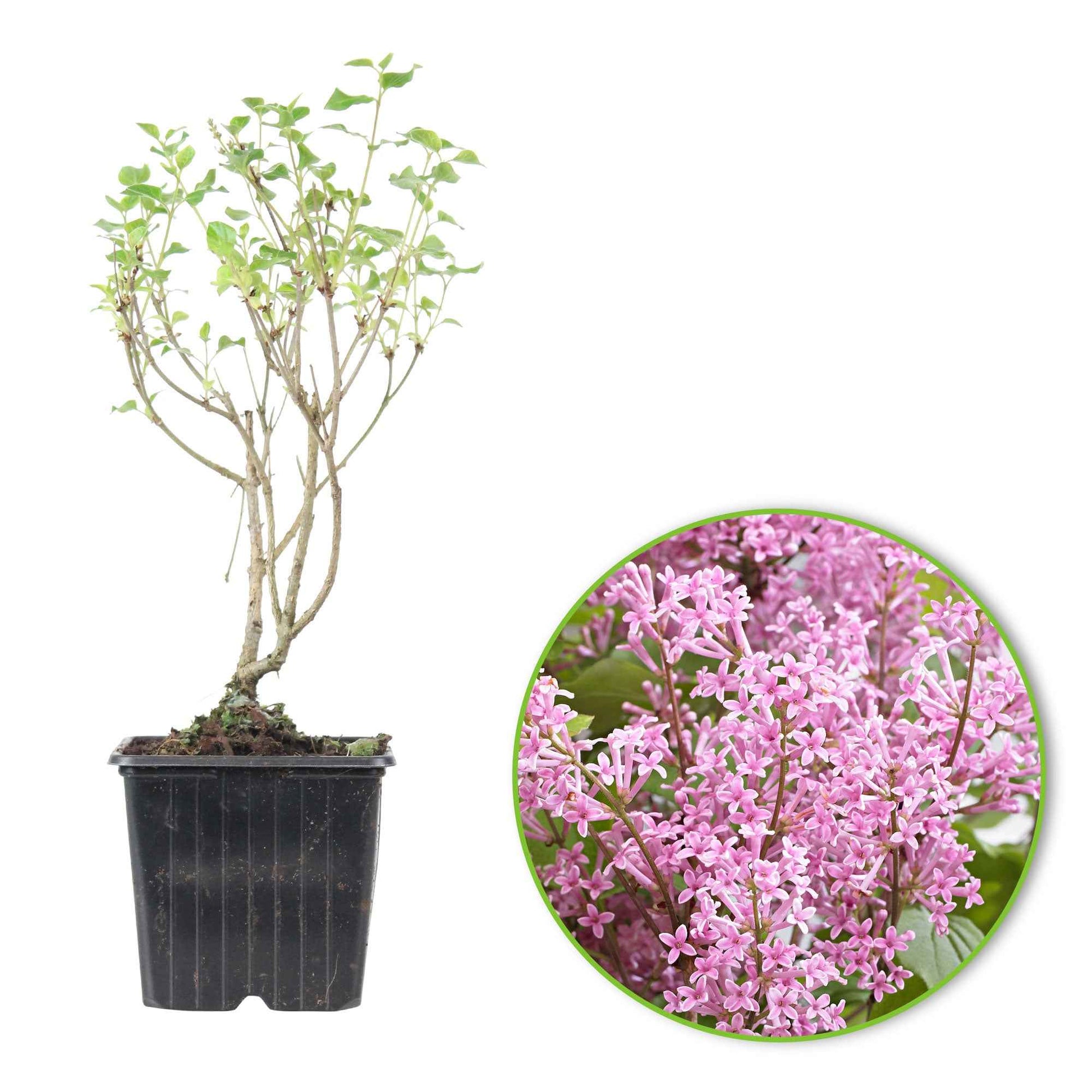 Zwergflieder 'Flowerfesta Pink' rosa - Winterhart - Blühende Gartenpflanzen