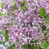 Zwergflieder 'Flowerfesta Purple' lila - Winterhart - Blühende Sträucher