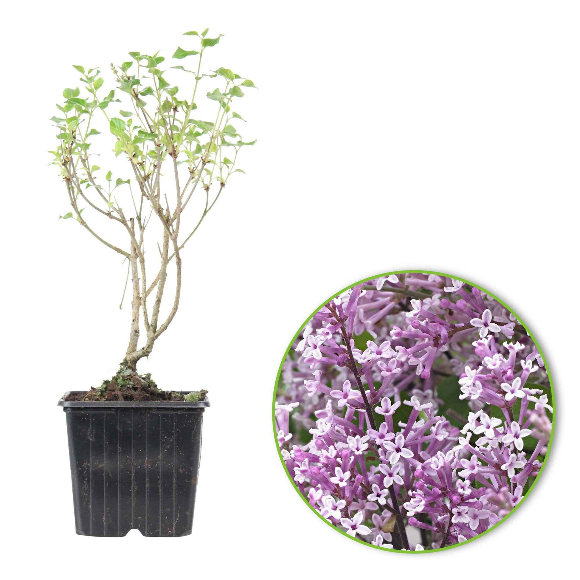 Zwergflieder 'Flowerfesta Purple' lila - Winterhart - Blühende Gartenpflanzen