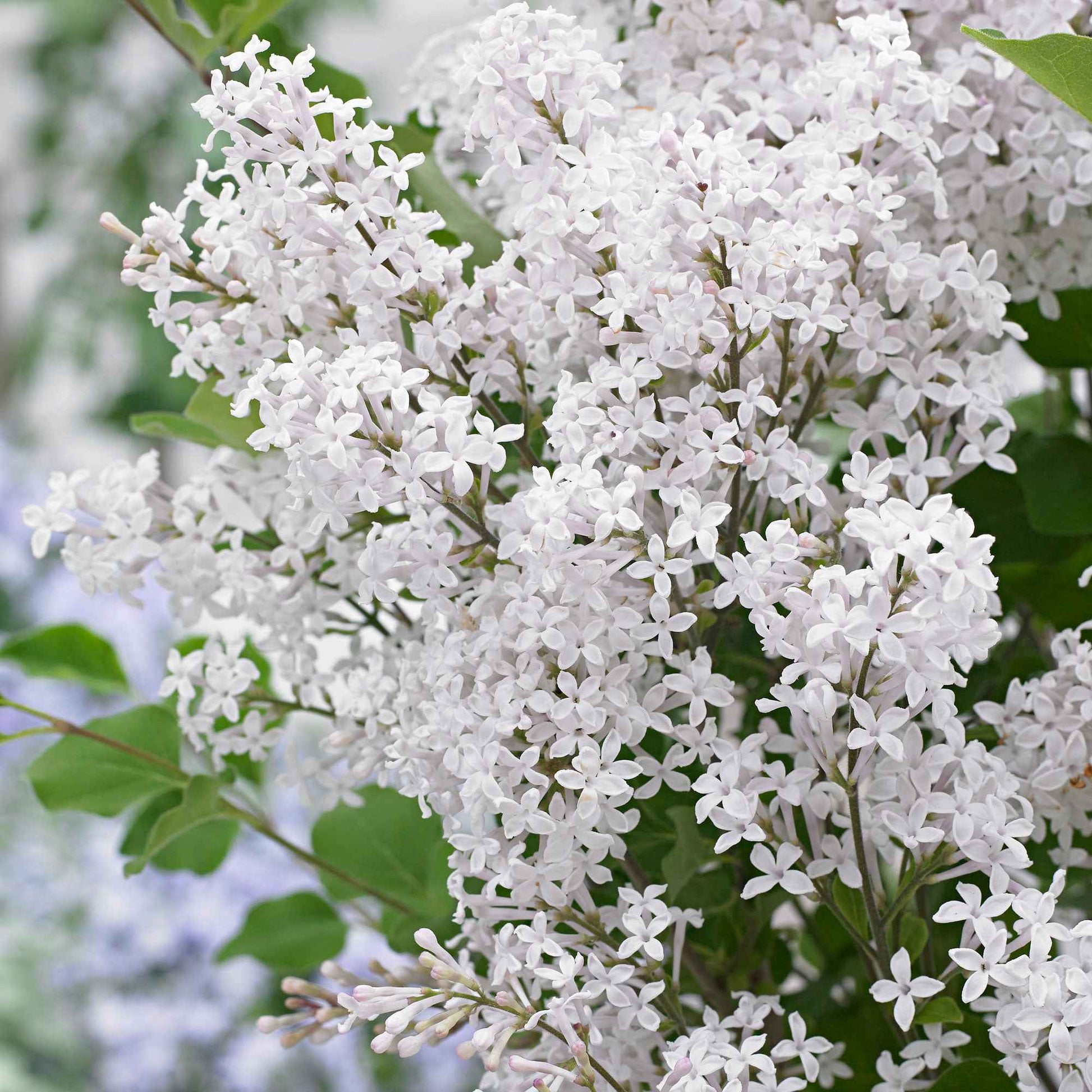 Zwergflieder 'Flowerfesta White' weiβ - Winterhart - Blühende Gartenpflanzen