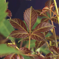 Doldenrebe Parthenocissus 'Henryana' grün-rot - Winterhart - Gartenpflanzen
