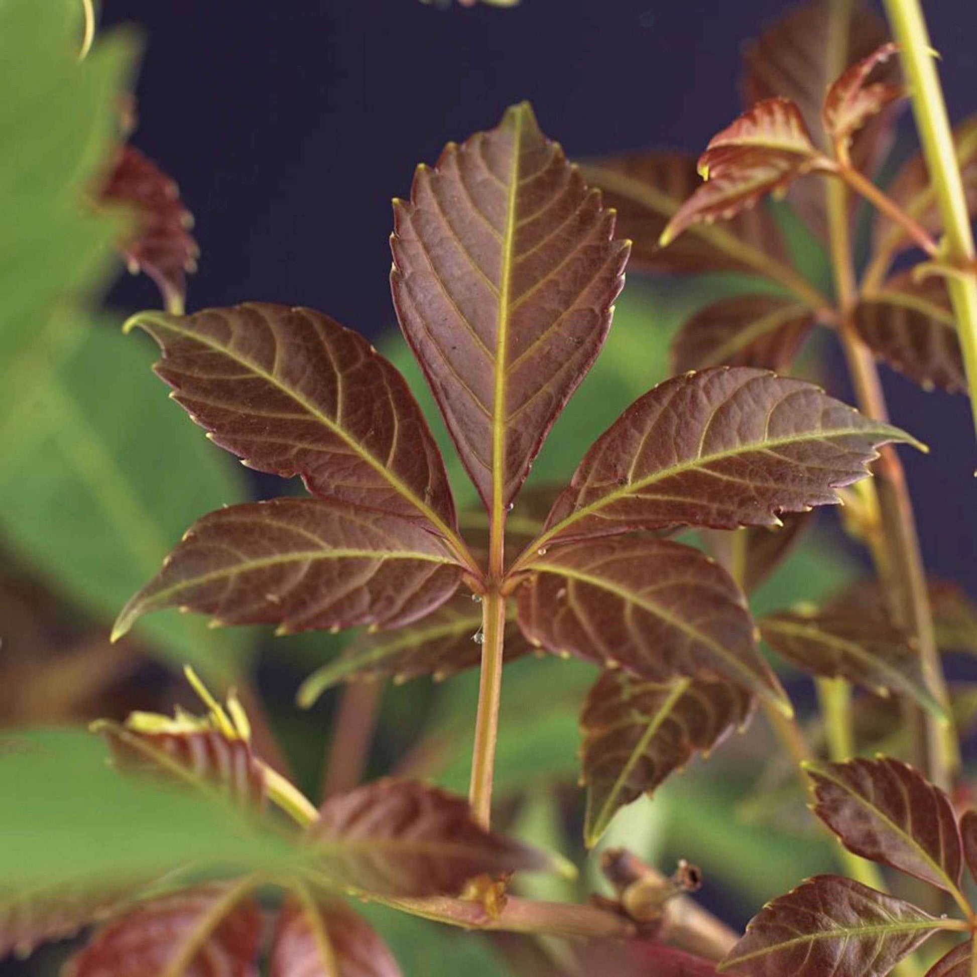 Doldenrebe Parthenocissus 'Henryana' grün-rot - Winterhart - Kletterpflanzen