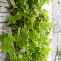 Doldenrebe Parthenocissus 'Fenway Park' grün-rot - Winterhart - Kletterpflanzen