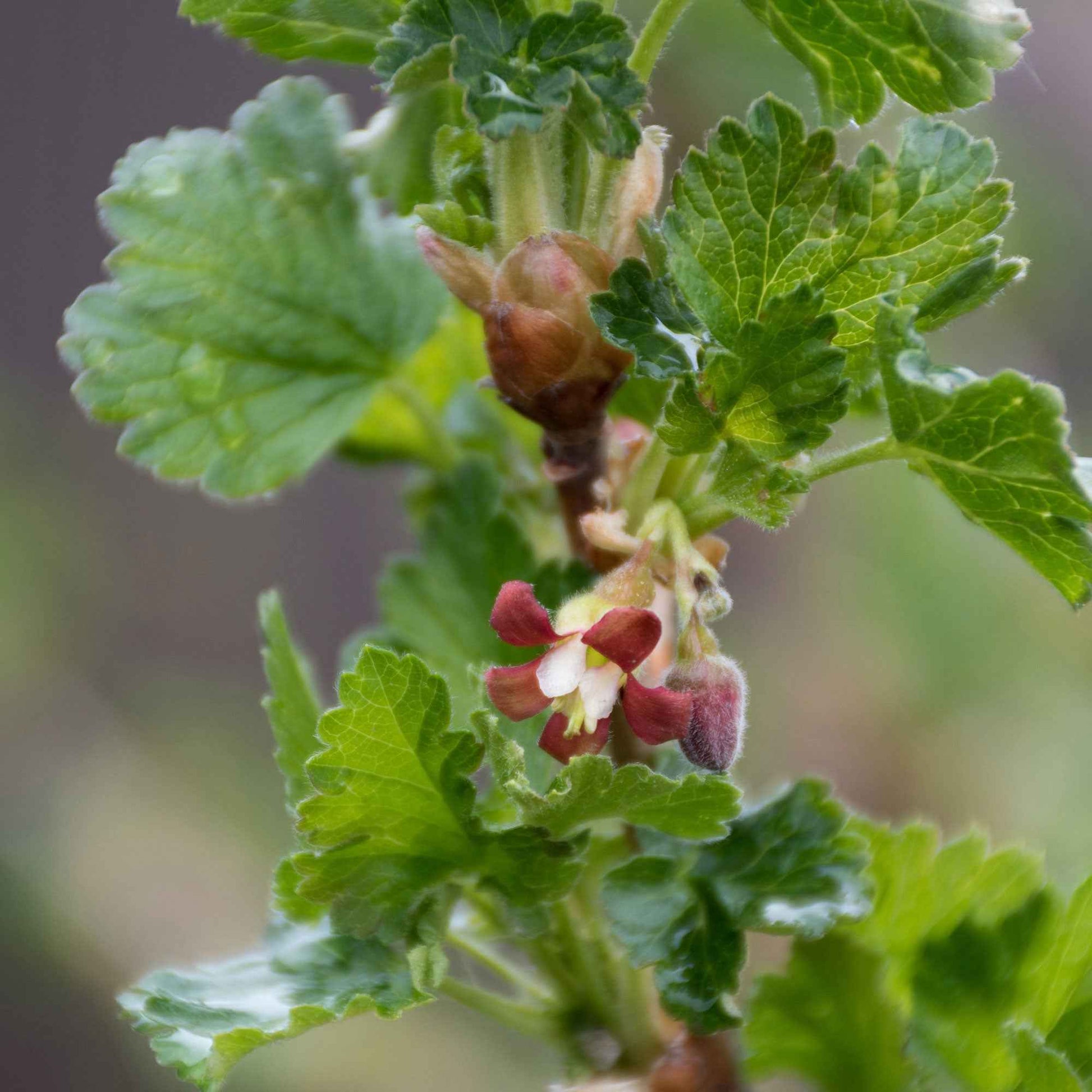 Stachelbeere Ribes 'Lady Late' Weiß - Bio - Winterhart - Bio-Gartenpflanzen
