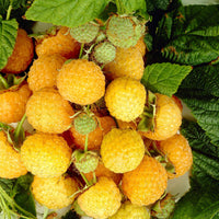 Himbeere Rubus 'Twotimer Sugana Yellow' Gelb - Bio - Winterhart - Bio-Gartenpflanzen