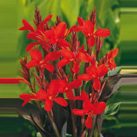 Blumenrohr Canna rot - Sumpfpflanze, Uferpflanze - Alle Wasserpflanzen
