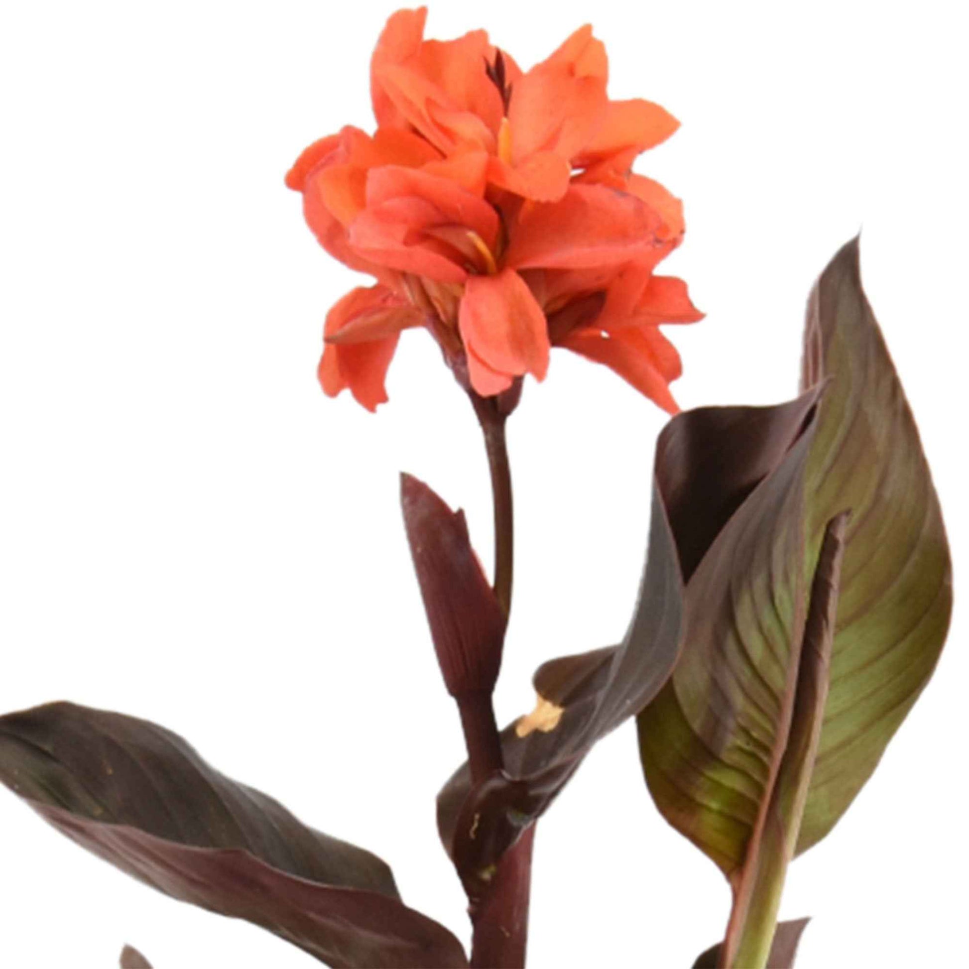Blumenrohr Canna rot - Sumpfpflanze, Uferpflanze - Naturteich