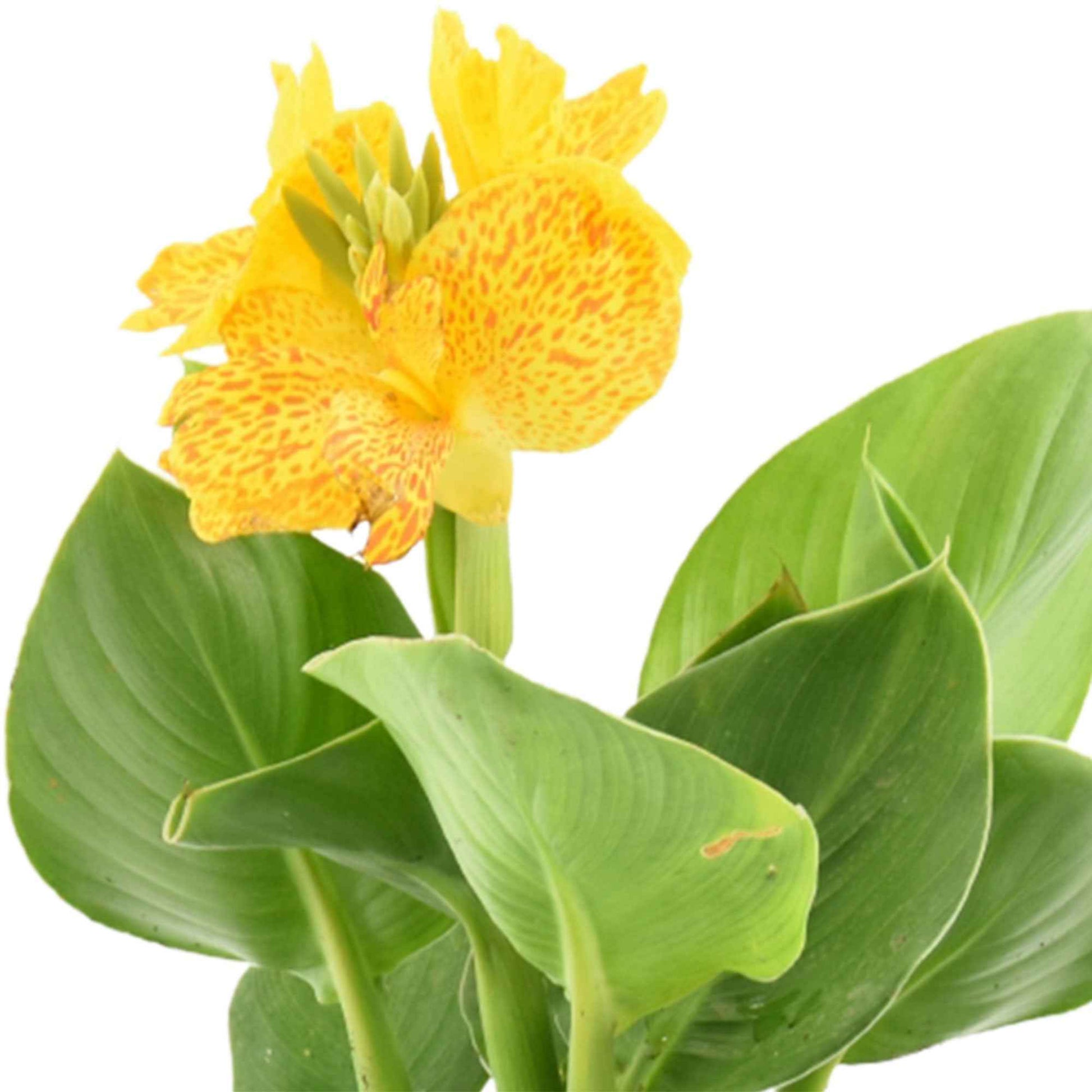 Blumenrohr Canna gelb - Sumpfpflanze, Uferpflanze - Naturteich