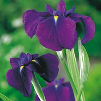 Japanische Iris 'Variegata' lila - Naturteich