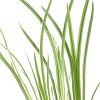 Japanische Iris 'Variegata' lila - Sumpfpflanzen