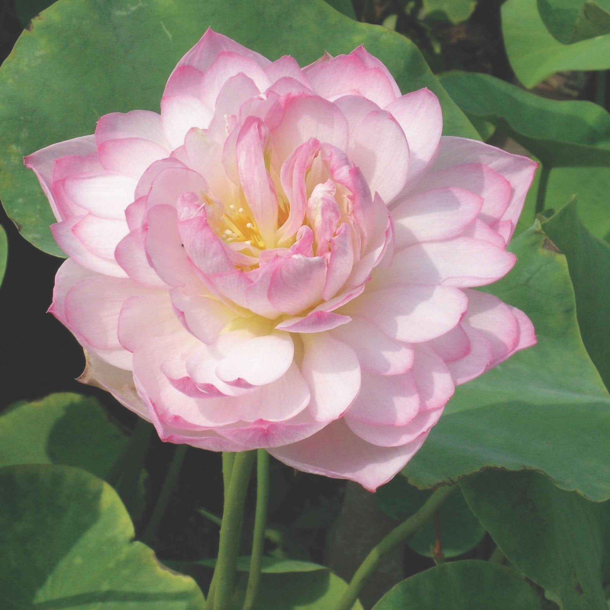 Lotus rosa - Alle Wasserpflanzen