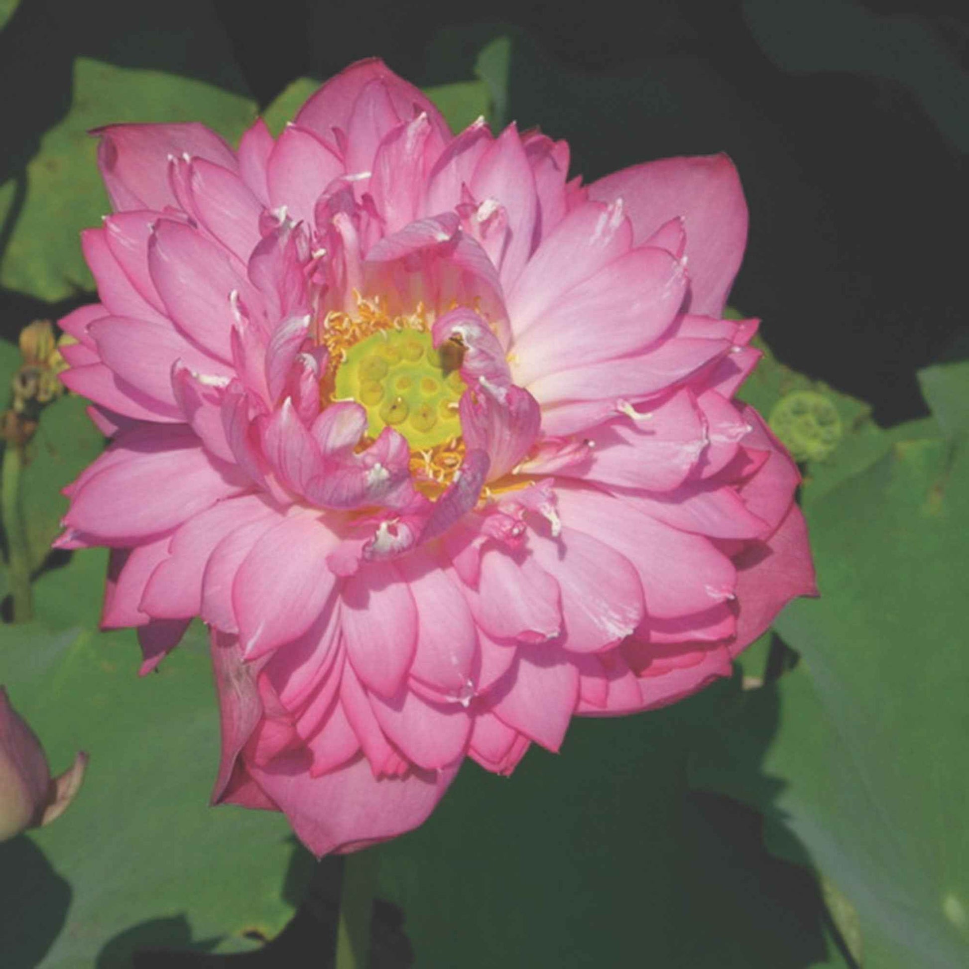 Lotus rot - Gartenpflanzen
