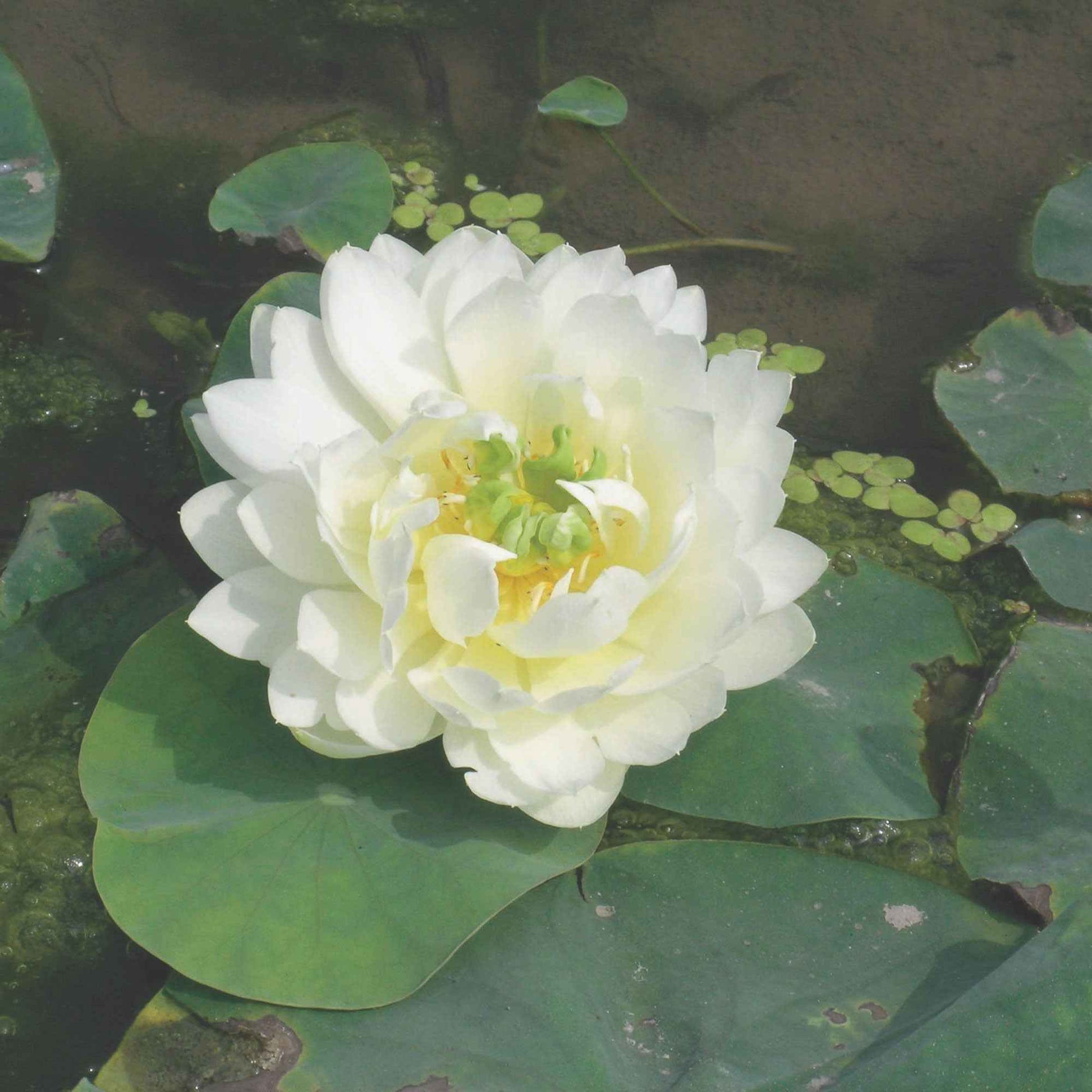 Lotus weiβ - Gartenpflanzen