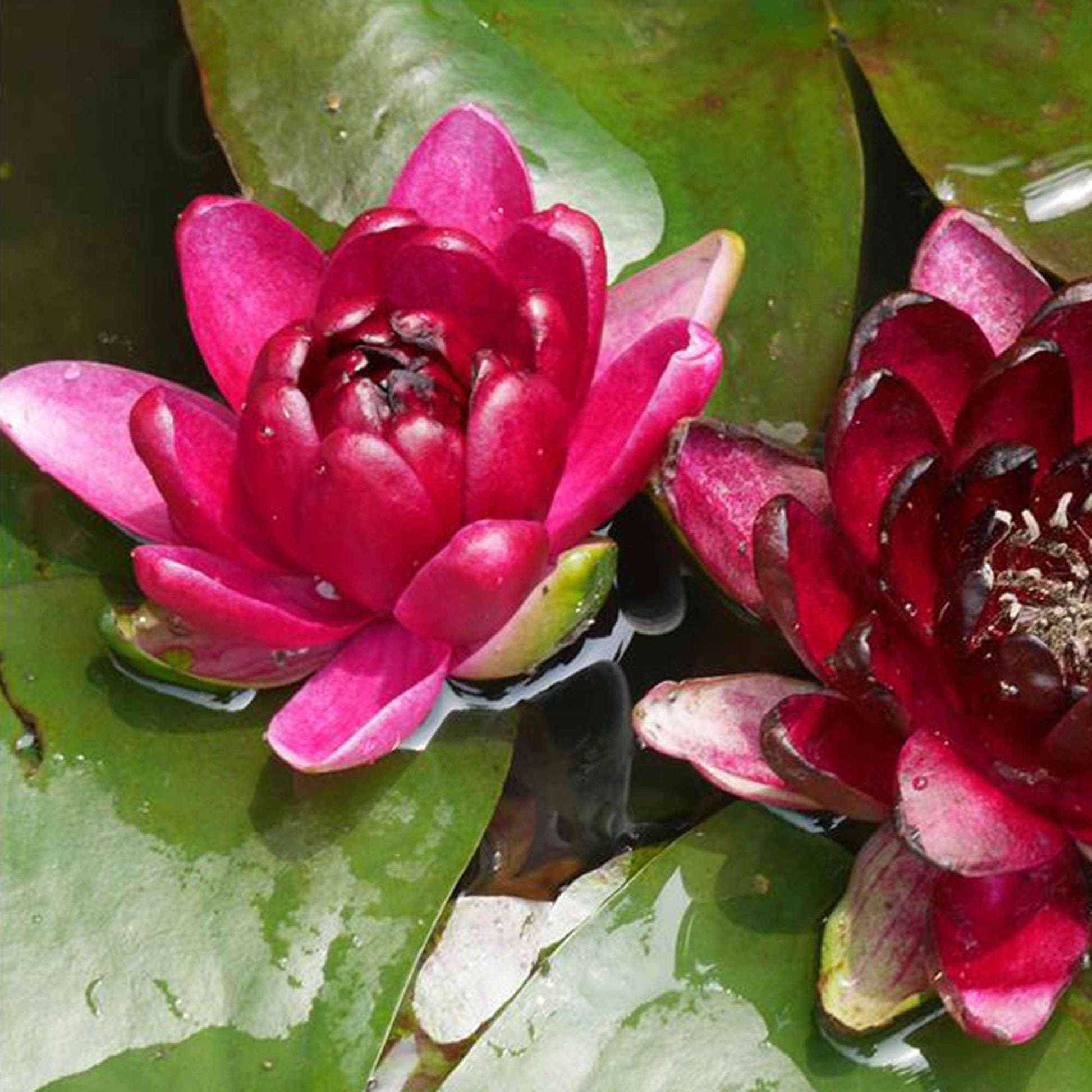 Wasserlilie 'Black Princess' rot - Pflanzensorten
