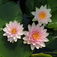 Wasserlilie 'Madame Wilfron Gonnere ' rosa - Gartenpflanzen