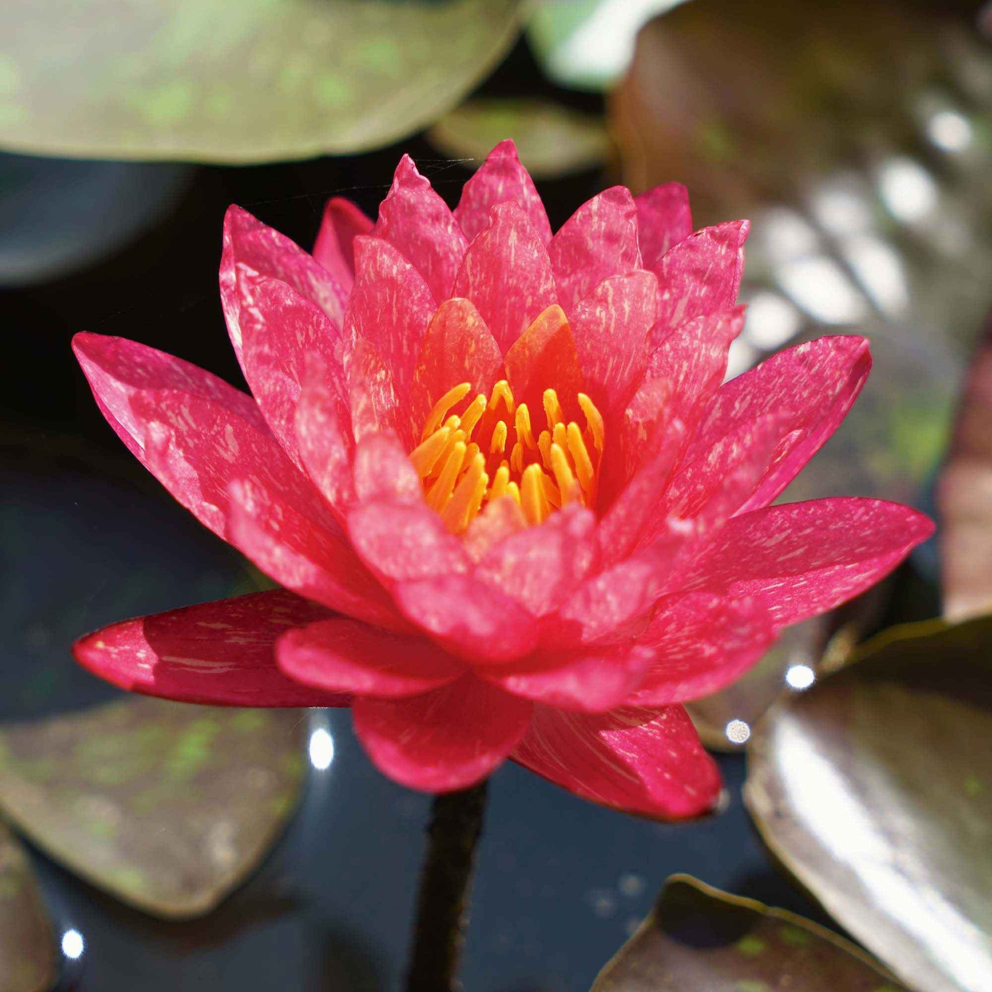 Wasserlilie 'Wanvisa' rosa-orange - Moderner Teich