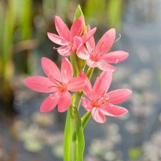 Sumpfgladiole 'Mrs Hegarty' - Alle Wasserpflanzen