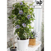 Passionsblume 'Duuk' blau - Winterhart - Gartenpflanzen