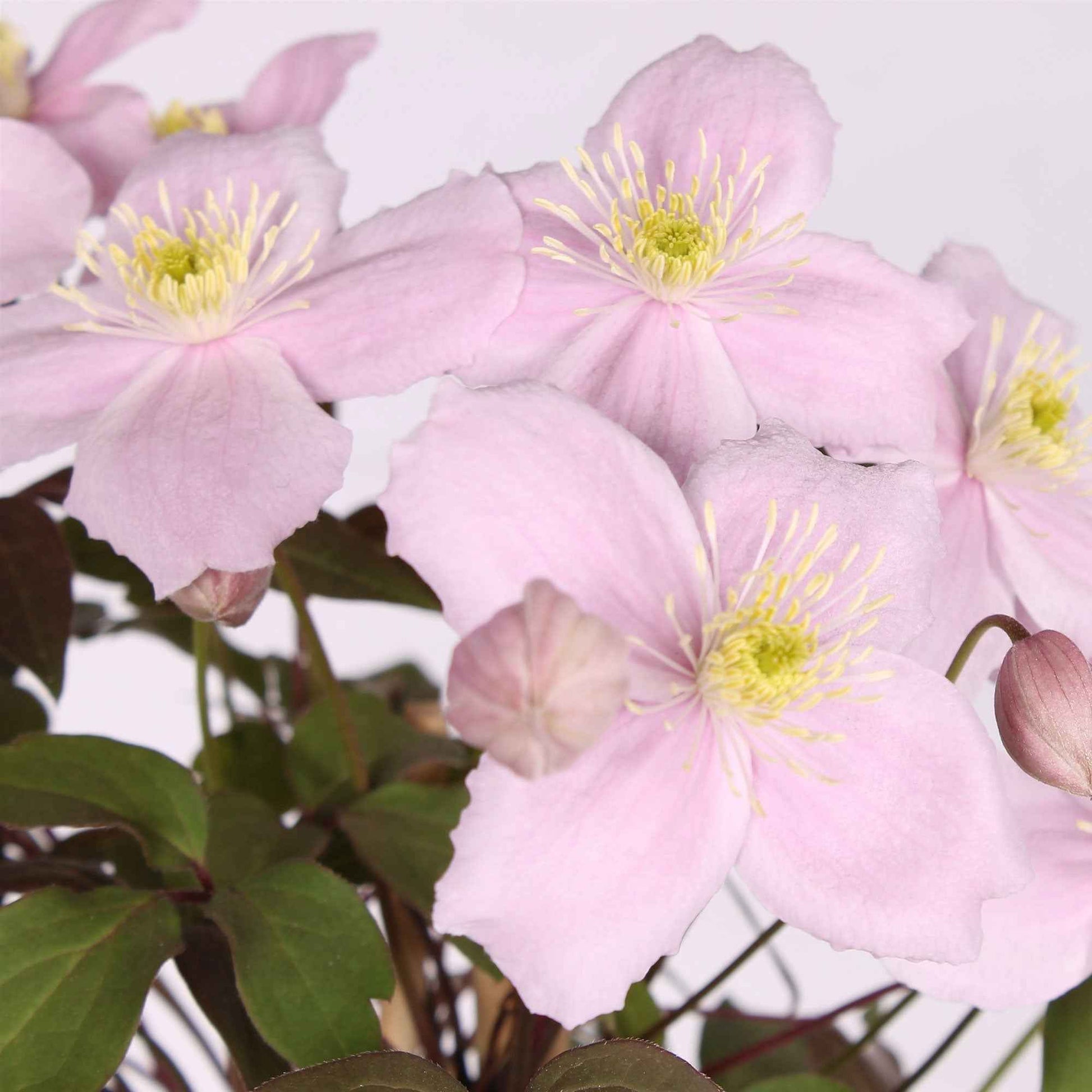 Walrebe Clematis 'Fragrant Spring' rosa - Winterhart - Clematis
