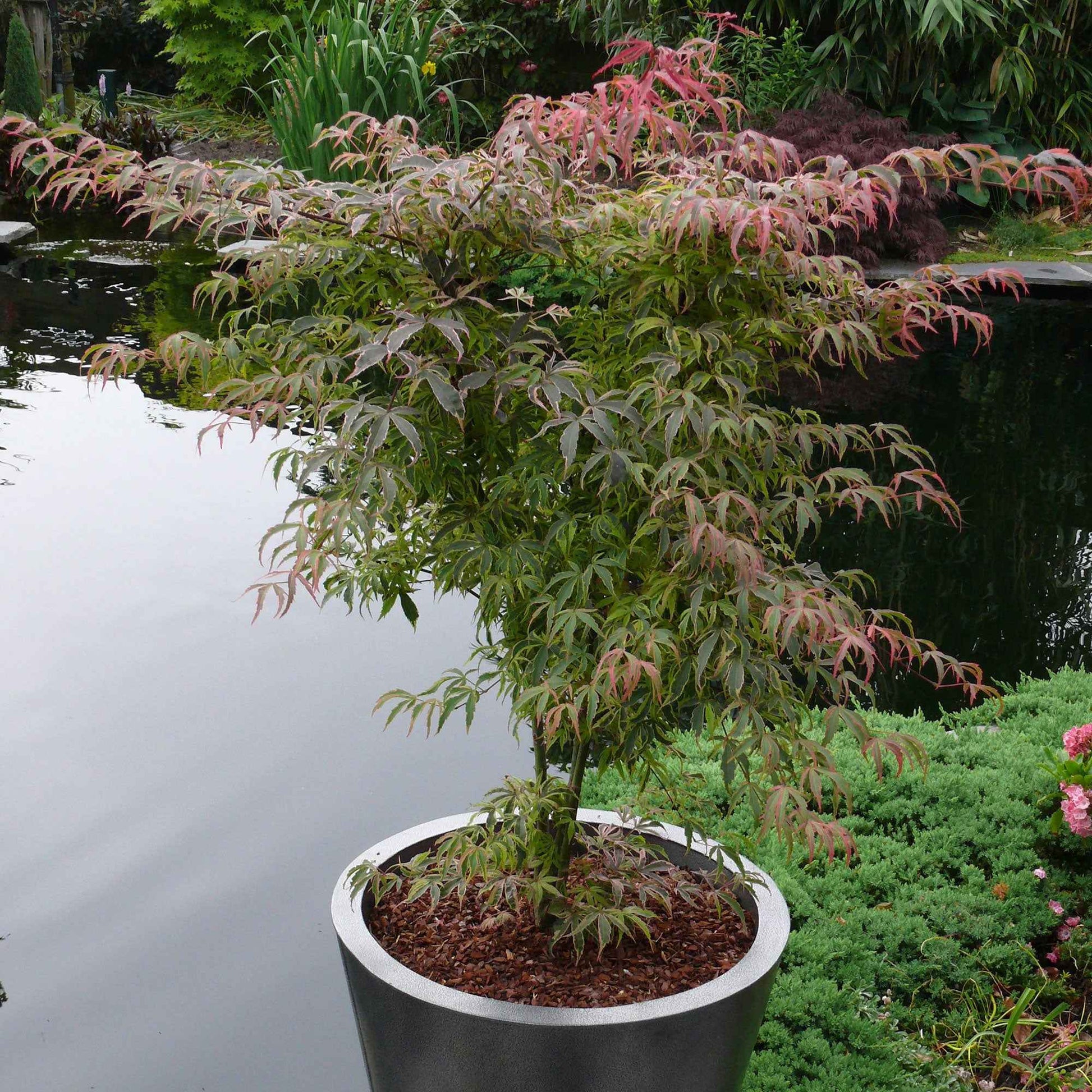 Japanischer Ahorn Acer 'Shirazz' rosa - Winterhart - Gartenpflanzen