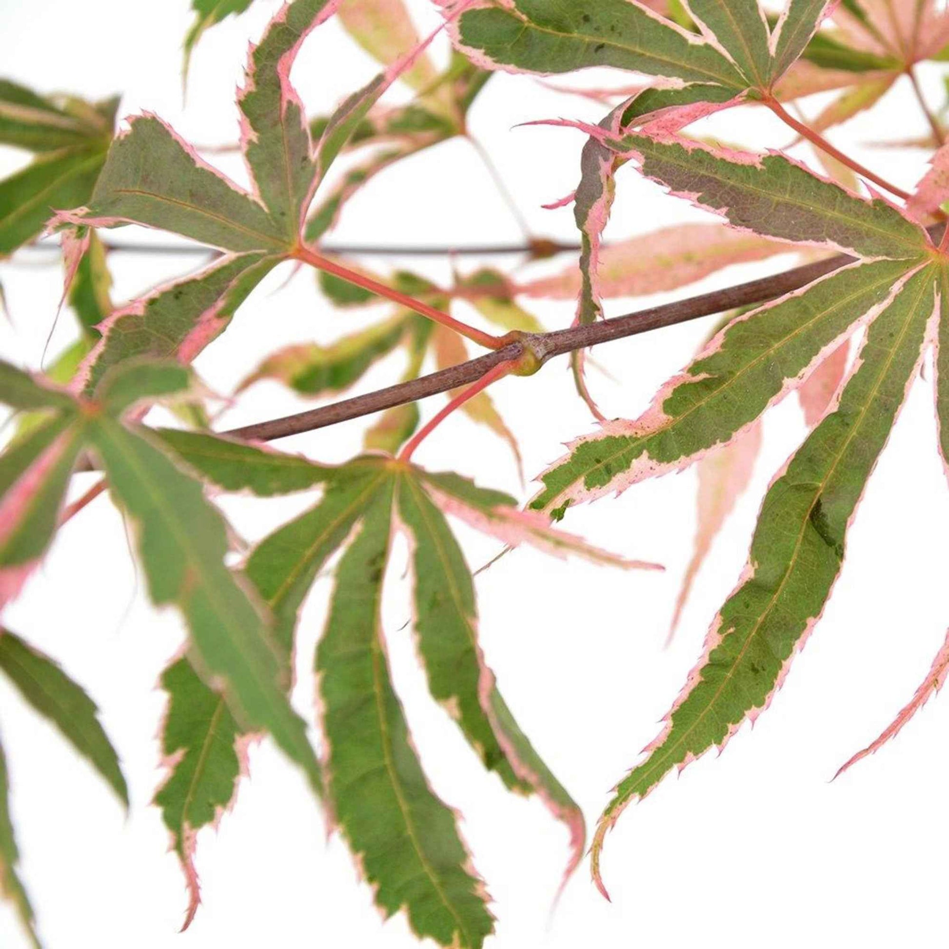 Japanischer Ahorn Acer 'Shirazz' rosa - Winterhart - Pflanzeneigenschaften