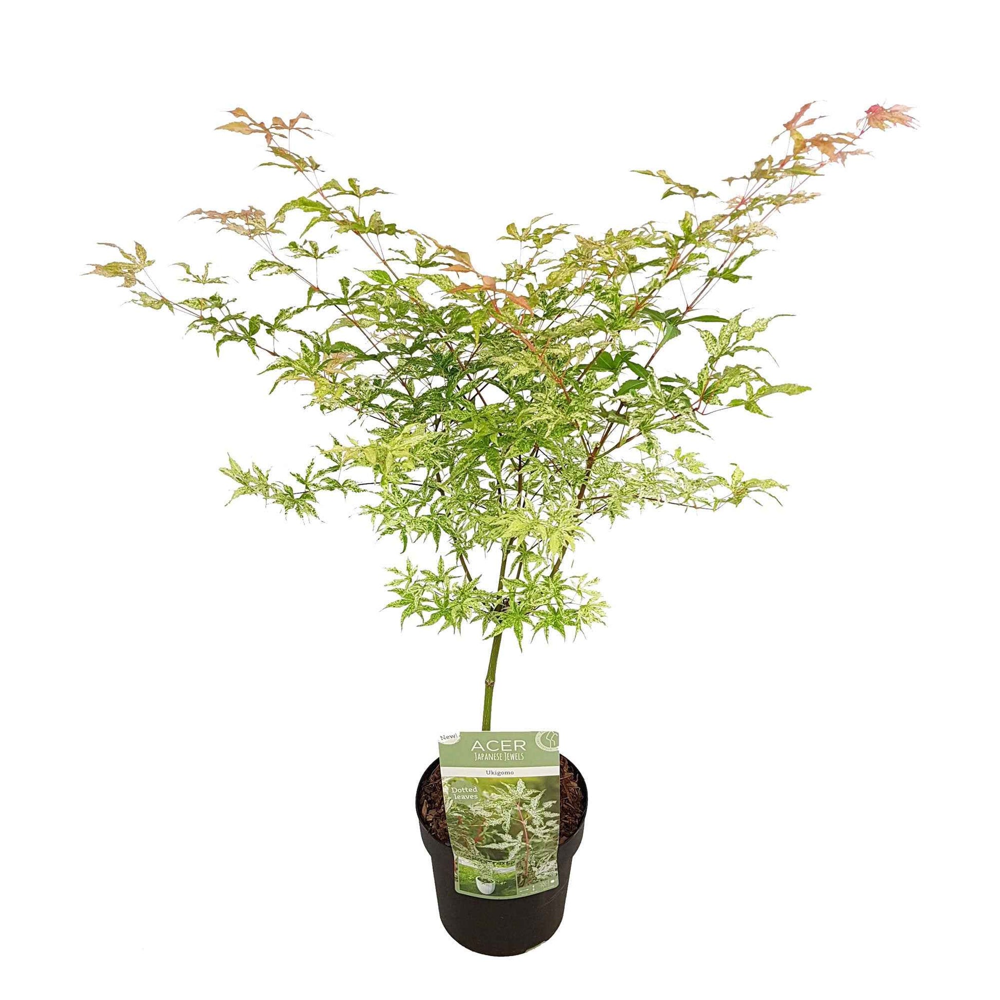 Japanischer Ahorn Acer 'Ukigumo' creme - Winterhart - Pflanzeneigenschaften