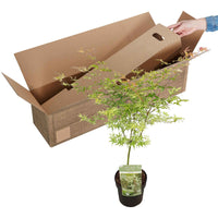 Japanischer Ahorn Acer 'Ukigumo' creme - Winterhart - Pflanzensorten