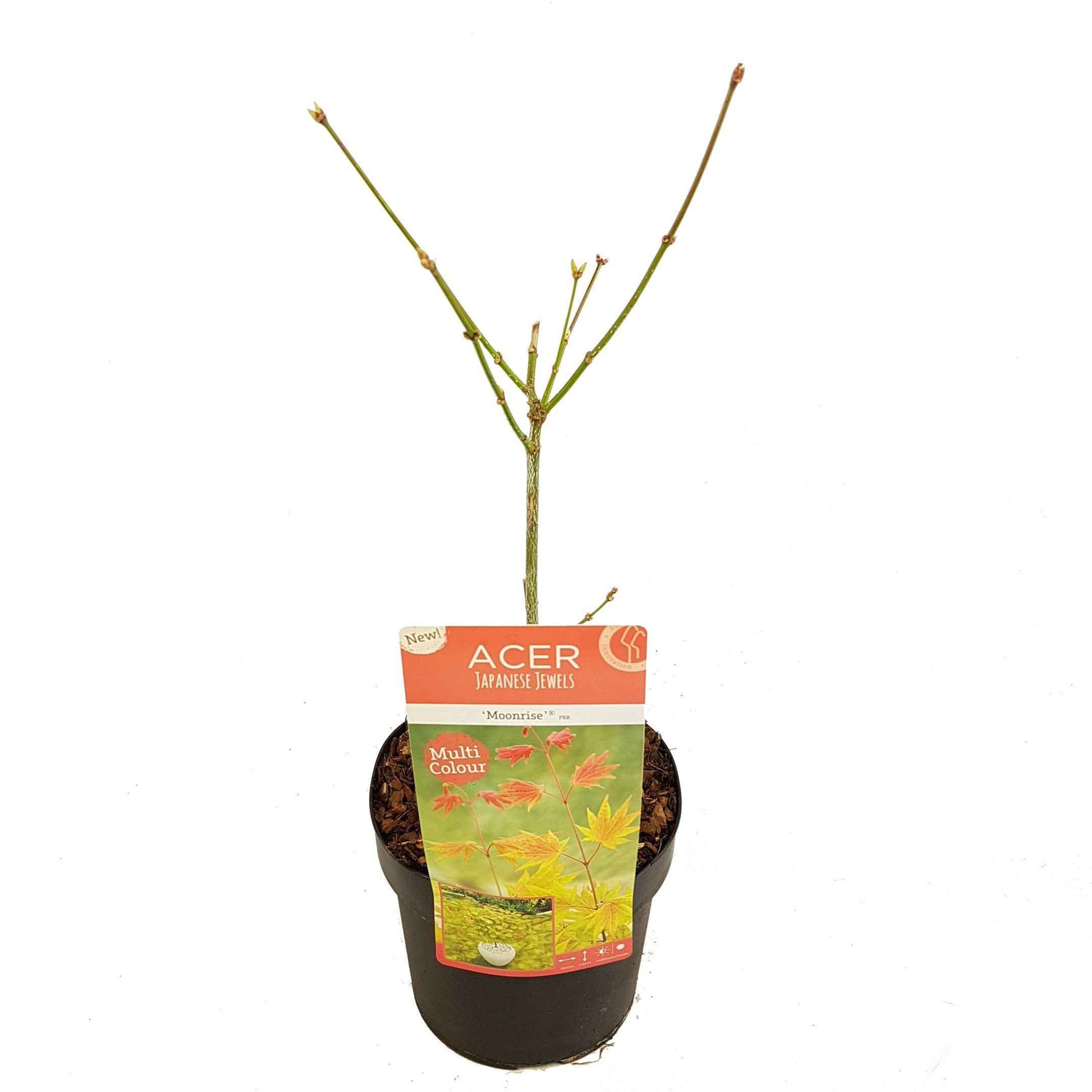 Japanischer Ahorn Acer 'Moonrise' gelb-rot-orange - Winterhart - Pflanzeneigenschaften