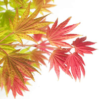 Japanischer Ahorn Acer 'Moonrise' gelb-rot-orange - Winterhart - Japanischer Ahorn