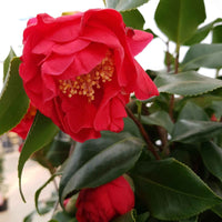 Kamelie Camellia japonica 'Dr. King' rosa - Winterhart - Gartenpflanzen