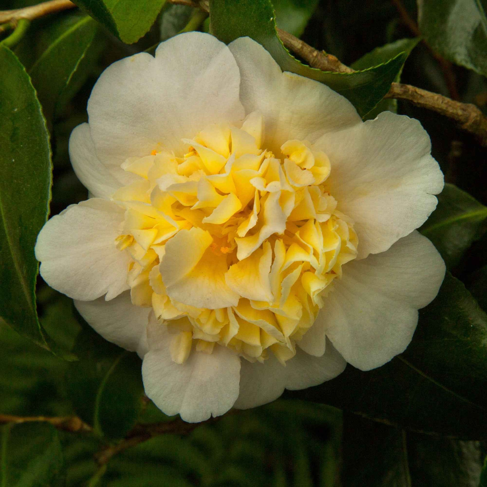Kamelie Camellia x Williamsii 'Jury’s Yellow' gelb - Winterhart - Blühende Sträucher