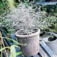 Zickzackstrauch Corokia 'Silver Leaf' Grün - Winterhart - Gartenpflanzen