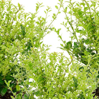 3x Japanische Stechpalme  'Luxus Hedge' - Winterhart - Immergrüne Sträucher