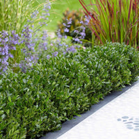 3x Japanische Stechpalme  'Luxus Hedge' - Winterhart - Gartenpflanzen