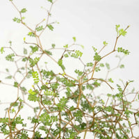 Schnurbaum Sophora 'Little Leaf' - Winterhart - Sträucher