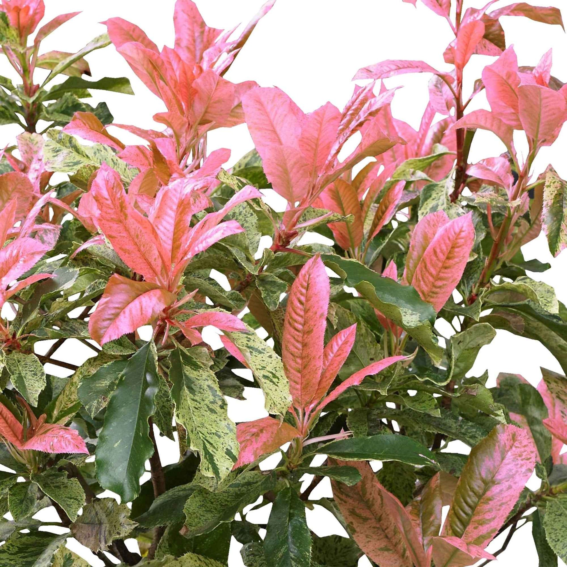 Glanzmispel Photinia 'Pink Crispy' grün-rosa - Winterhart - Gartenpflanzen