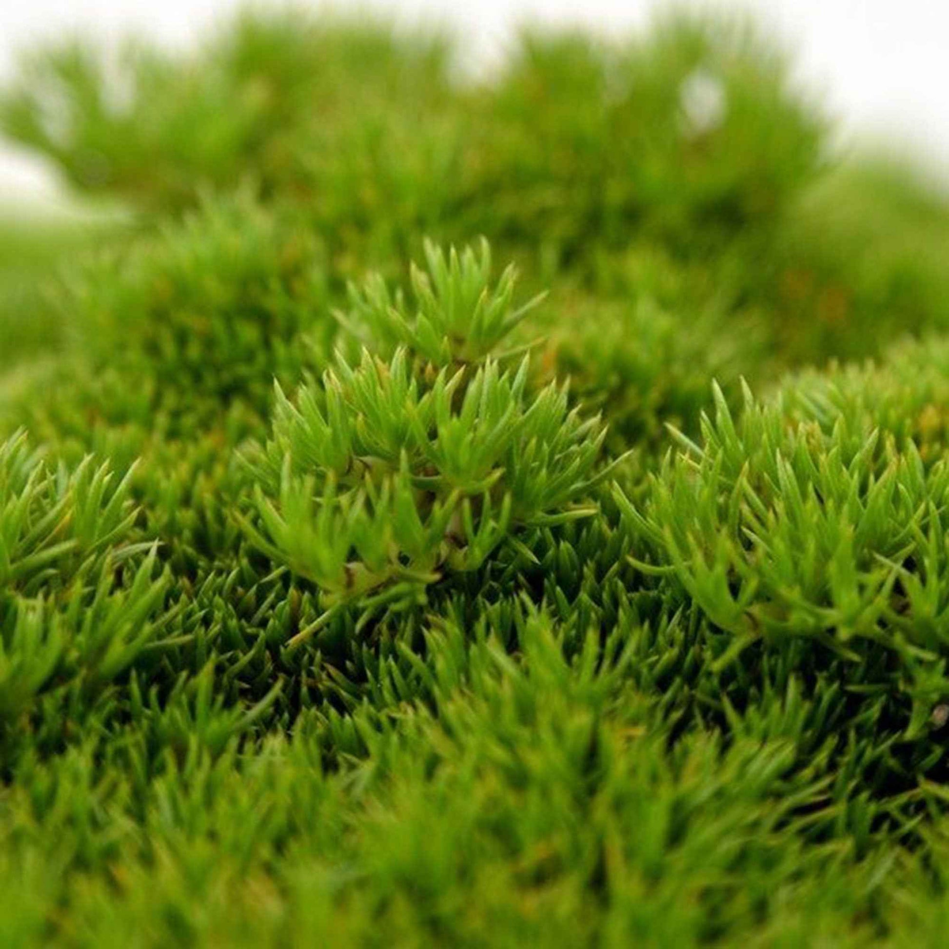 Pfriemen-Mastkraut mos Sagina 'Forest Green' Grün - Winterhart - Pflanzeneigenschaften