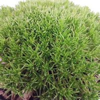 Pfriemen-Mastkraut mos Sagina 'Pine Green' Gelb-Grün - Winterhart - Pflanzeneigenschaften