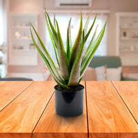 Künstliche Pflanze Aloe vera grün-rot inkl. Ziertopf, anthrazit - Beliebte Kunstpflanzen