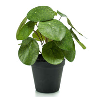 Künstliche Pflanze Pfannkuchenpflanze Pilea inkl. Ziertopf, schwarz - Beliebte Kunstpflanzen