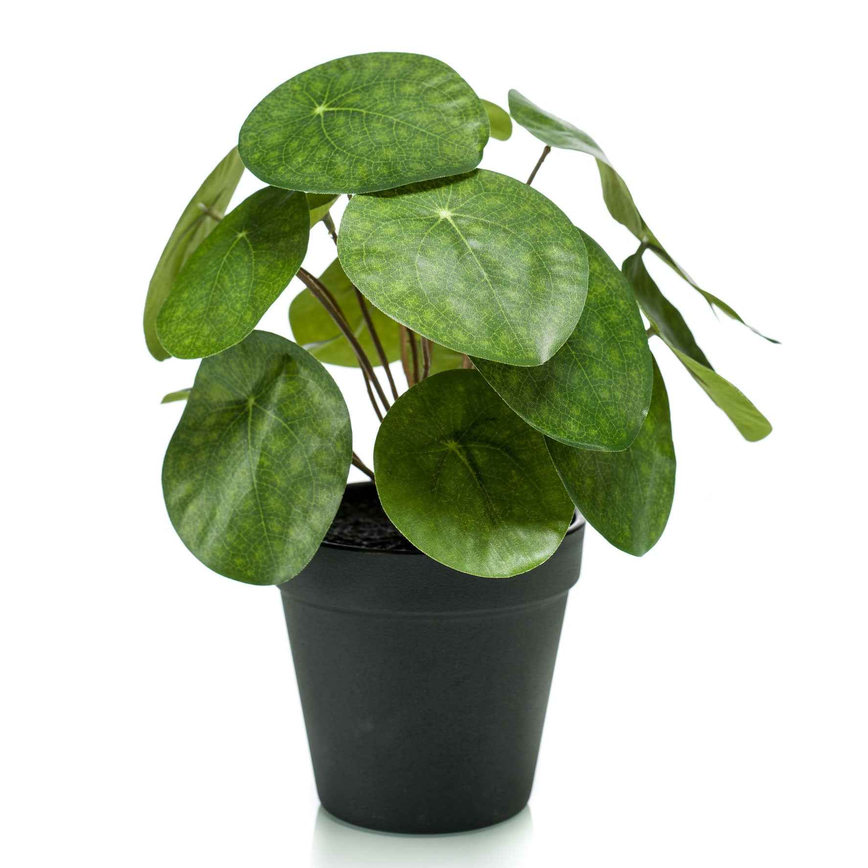 Künstliche Pflanze Pfannkuchenpflanze Pilea inkl. Ziertopf, schwarz - Beliebte Kunstpflanzen