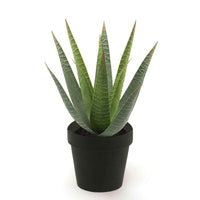 Künstliche Pflanze Aloe vera inkl. Ziertopf, schwarz - Beliebte Kunstpflanzen