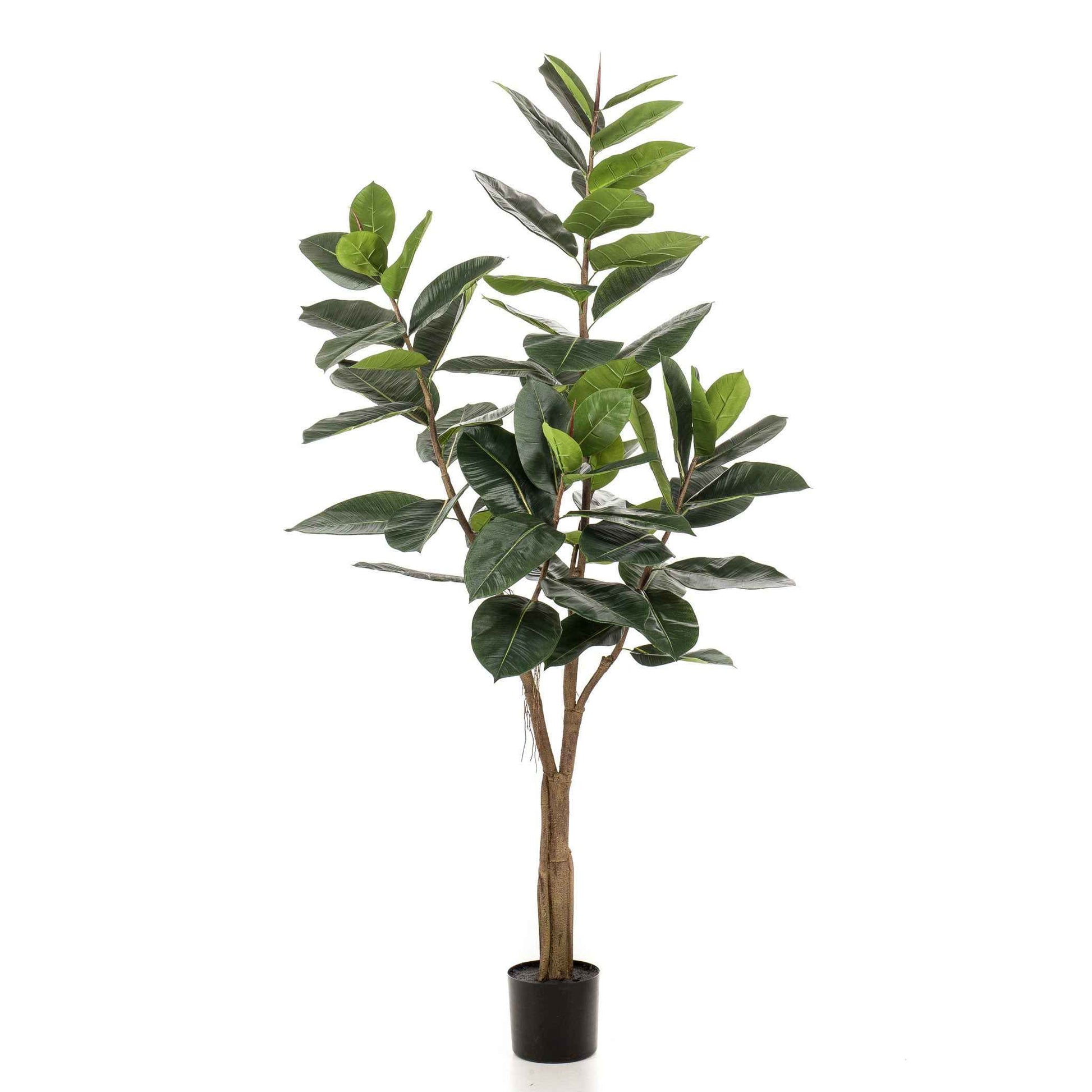 Künstliche Pflanze Gummibaum Ficus inkl. Ziertopf, schwarz - Grüne Kunstpflanzen