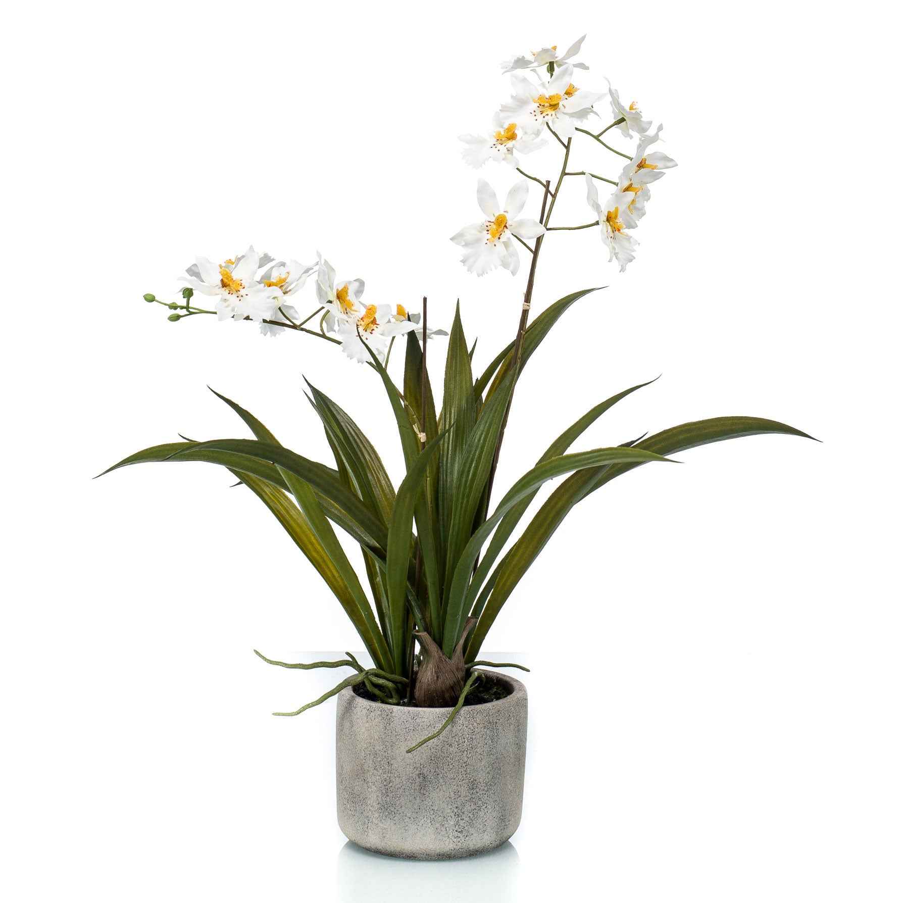 Künstliche Pflanze Orchidee Oncidium weiβ-gelb inkl. Ziertopf aus Keramik - Beliebte Kunstpflanzen