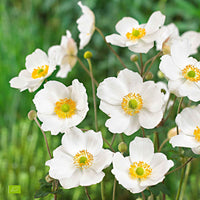 Herbstanemone Anemone 'Honorine Jobert' - Biologisch weiβ - Winterhart - Bio-Gartenpflanzen