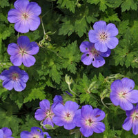 Storchschnabel Geranium 'Rozanne' - Biologisch blau - Winterhart - Alle Gartenstauden